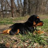 Rappa ECO knuffel hond Rottweiler 44 cm - realistische knuffel van recyclede PET flessen