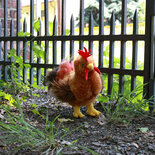 Rappa ECO knuffel haan 33 cm - realistische knuffel van recyclede PET flessen - bruin, rood, geel 