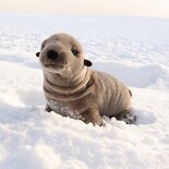 Rappa ECO knuffel zeehond 30 cm - realistische knuffel van recyclede PET flessen - grijs