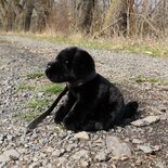 Rappa ECO knuffel hond Labrador 25 cm - realistische knuffel van recyclede PET flessen - zwart