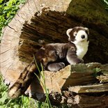 Rappa ECO knuffel marter 39 cm - realistische knuffel van recyclede PET flessen - zwart bruin
