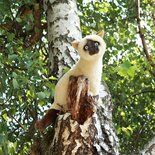 Rappa ECO knuffel Siamese kat 30 cm - realistische knuffel van recyclede PET flessen - bruin