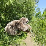 Rappa ECO knuffel luiaard 30 cm - realistische knuffel van recyclede PET flessen - bruin