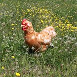 Rappa ECO knuffel hen / kip 33 cm - realistische knuffel van recyclede PET flessen - bruin