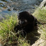 Rappa ECO labrador soft toy Retriever 40 cm - realistic soft toy made from recycled PET bottles - black