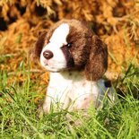 Rappa ECO knuffel Duitse Pointer 24 cm - realistische knuffel van recyclede PET flessen - bruin