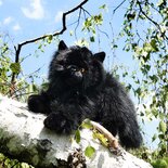 Rappa ECO knuffel kat / poes 30 cm - realistische knuffel van recyclede PET flessen - zwart