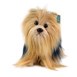 Rappa ECO soft toy Yorkshire terrier 30 cm - realistic soft toy made from recycled PET bottles