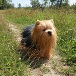 Rappa ECO soft toy Yorkshire terrier 30 cm - realistic soft toy made from recycled PET bottles