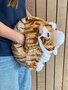 Cozy Time tijger knuffelkussen handwarmer 35 cm bruin/wit/camel